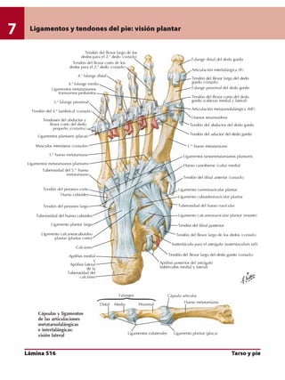 Anatomia - Netter.pdf