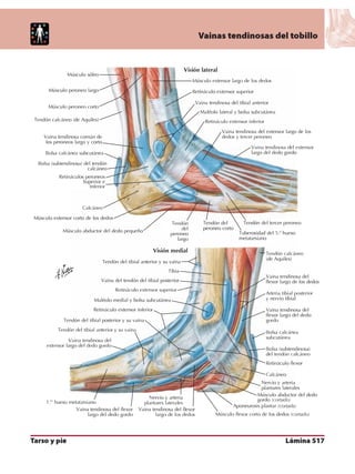 Anatomia - Netter.pdf