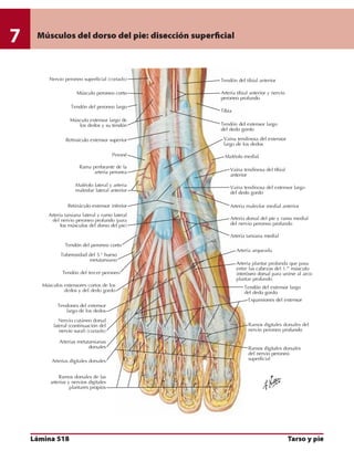 Anatomia - Netter.pdf