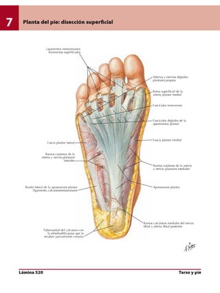Anatomia - Netter.pdf