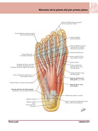 Anatomia - Netter.pdf