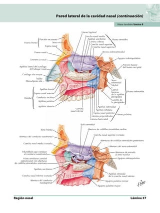 Anatomia - Netter.pdf