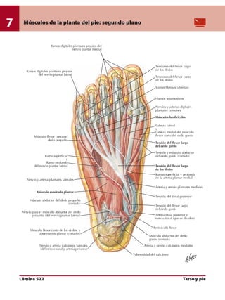 Anatomia - Netter.pdf