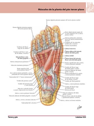 Anatomia - Netter.pdf