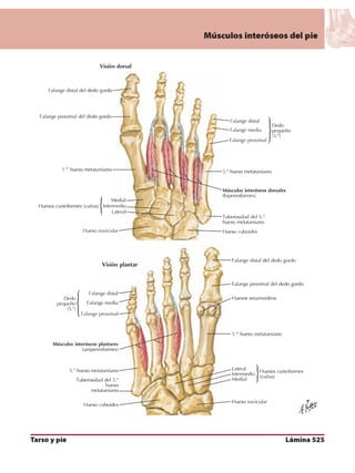 Anatomia - Netter.pdf