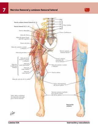 Anatomia - Netter.pdf
