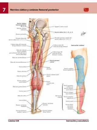 Anatomia - Netter.pdf