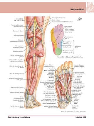 Anatomia - Netter.pdf