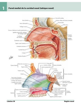 Anatomia - Netter.pdf