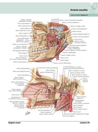 Anatomia - Netter.pdf