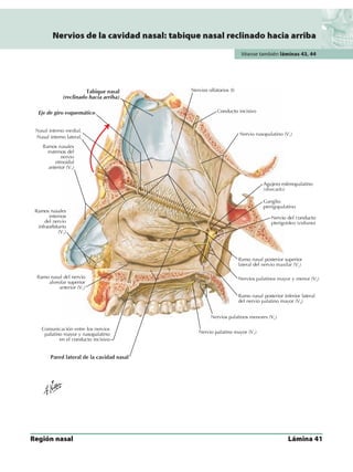 Anatomia - Netter.pdf