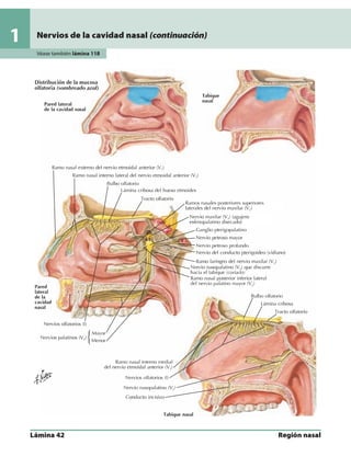 Anatomia - Netter.pdf