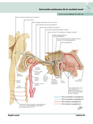 Anatomia - Netter.pdf