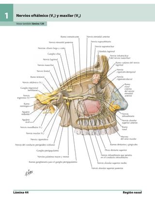 Anatomia - Netter.pdf