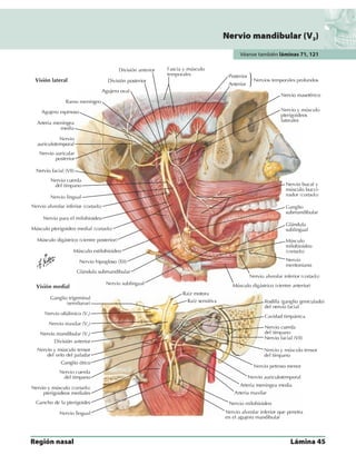 Anatomia - Netter.pdf