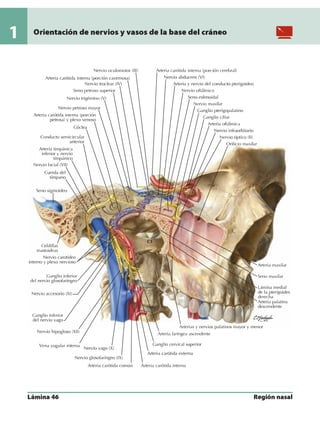 Anatomia - Netter.pdf