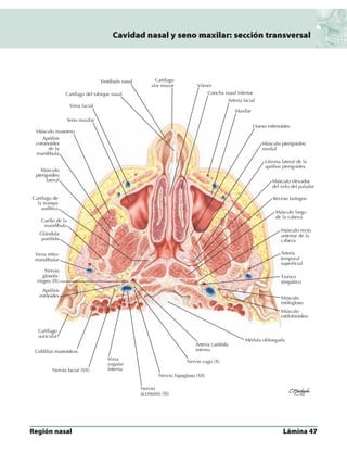 Anatomia - Netter.pdf