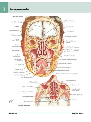 Anatomia - Netter.pdf