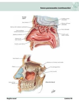 Anatomia - Netter.pdf