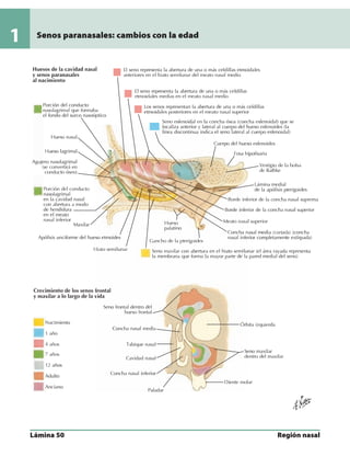 Anatomia - Netter.pdf