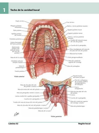 Anatomia - Netter.pdf