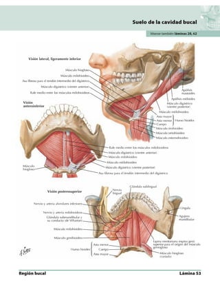 Anatomia - Netter.pdf