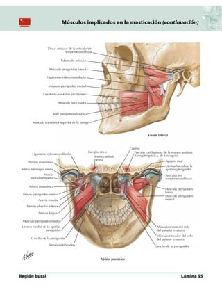 Anatomia - Netter.pdf