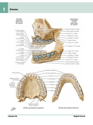 Anatomia - Netter.pdf