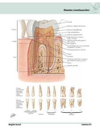 Anatomia - Netter.pdf