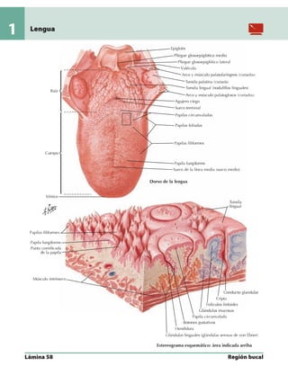 Anatomia - Netter.pdf
