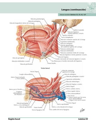 Anatomia - Netter.pdf
