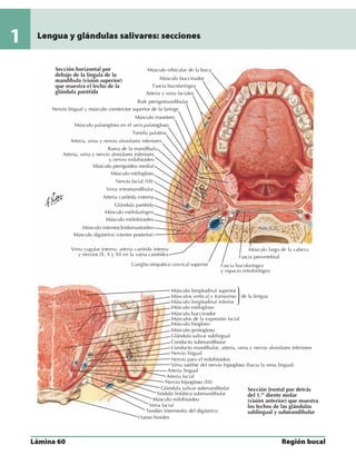 Anatomia - Netter.pdf