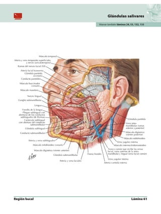 Anatomia - Netter.pdf