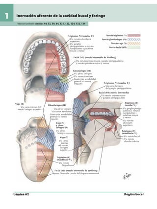 Anatomia - Netter.pdf