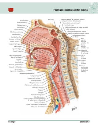 Anatomia - Netter.pdf