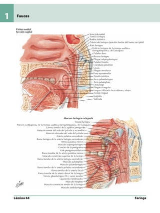 Anatomia - Netter.pdf