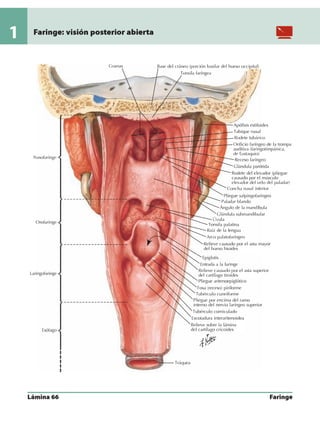 Anatomia - Netter.pdf