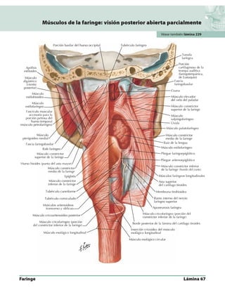 Anatomia - Netter.pdf