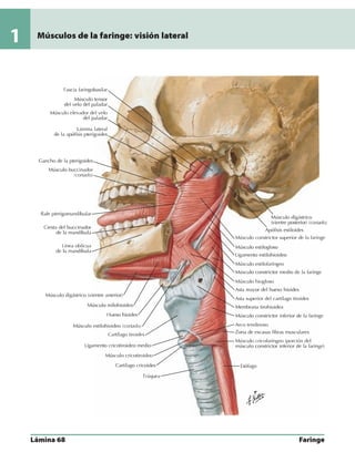 Anatomia - Netter.pdf