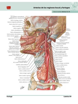Anatomia - Netter.pdf