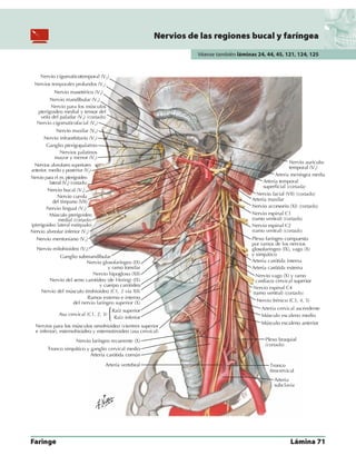 Anatomia - Netter.pdf