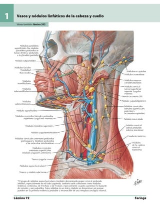 Anatomia - Netter.pdf