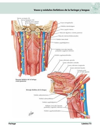 Anatomia - Netter.pdf