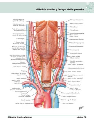 Anatomia - Netter.pdf