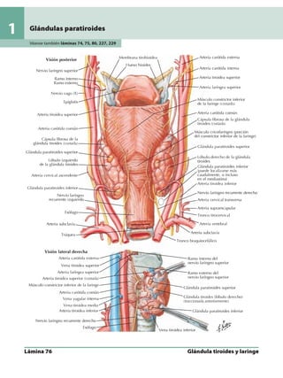 Anatomia - Netter.pdf
