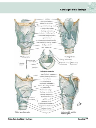 Anatomia - Netter.pdf