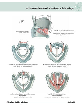 Anatomia - Netter.pdf