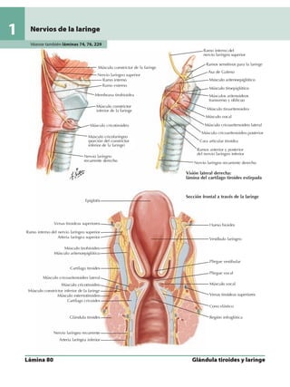 Anatomia - Netter.pdf