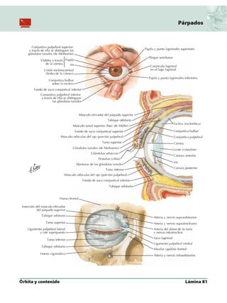 Anatomia - Netter.pdf