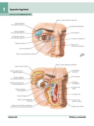 Anatomia - Netter.pdf